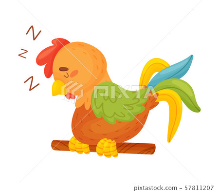 Cartoon brown rooster sleeping on a thin stick. Vector illustration on a white background. Cartoon brown rooster sleeping on a thin stick. Vector illustration on a white background. 57811207