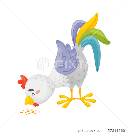 Gray rooster pecks grain. Vector illustration on a white background. Gray rooster pecks grain. Vector illustration on a white background. 57811260
