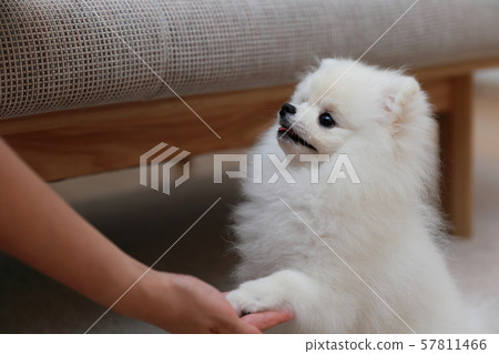 Pomeranian discipline (dog dog canine creature animal pedigree puppy kid white white pedigree western dog) 57811466