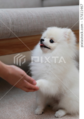 Pomeranian discipline (dog dog canine creature animal pedigree puppy kid white white pedigree western dog) 57811467