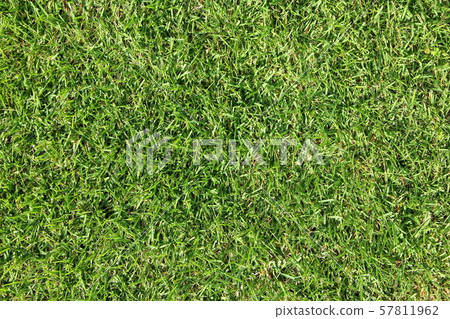 Grass background material 57811962
