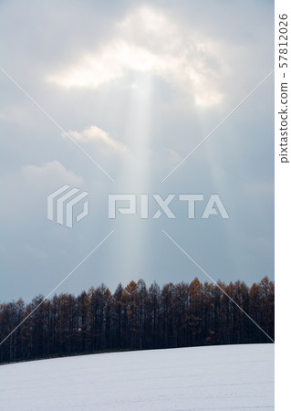 冬季落葉松森林和科林 57812026