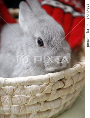 兒童兔 57812553