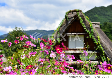 Autumn flower cosmos and Shirakawa-go 57812725