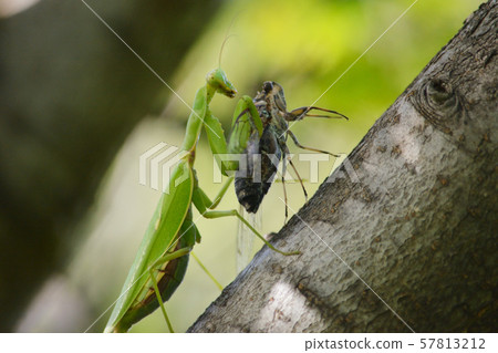 Mantis that caught a cicada 57813212
