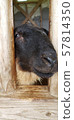 Sheep's face 57814350