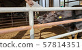 Cow  57814351