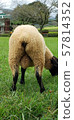 Sheep's butt 57814352