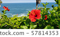 Hibiscus and the sea 57814353