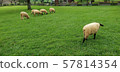 Ranch_Sheep 57814354