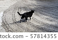 Asphalt with cat 57814355