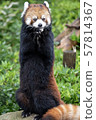 Red panda eating food 57814367