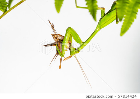 The mantis under the leaf on the white background The mantis under the leaf on the white background 57814424