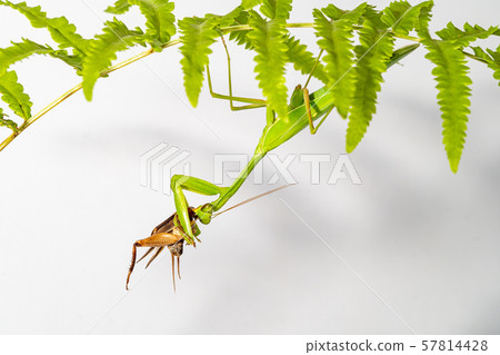 The mantis under the leaf on the white background The mantis under the leaf on the white background 57814428