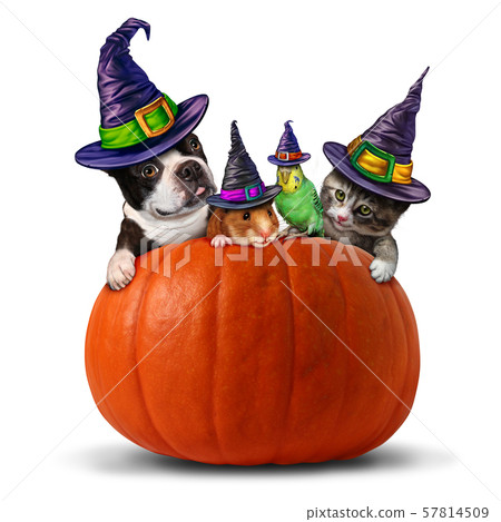 Pet Halloween 57814509