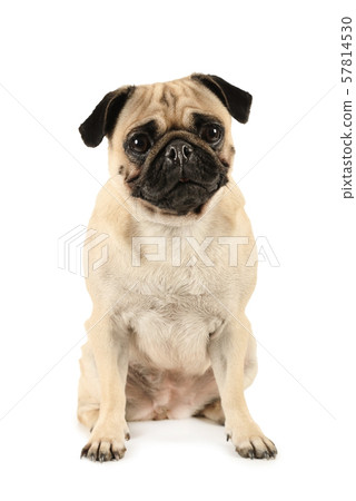 Portrait of purebred pug dog Portrait of purebred pug dog 57814530