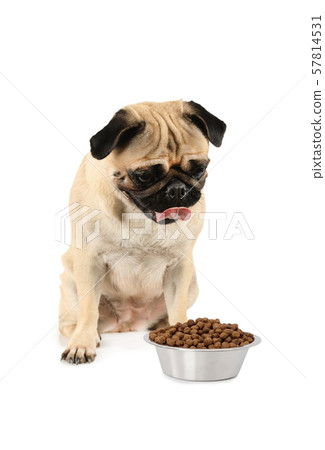 Dog breed pug looks at bowl of dog food Dog breed pug looks at bowl of dog food 57814531