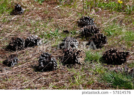 Pinecone Pinecone 57814576