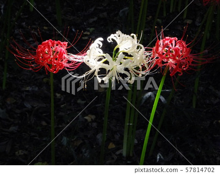秋天,群集孤挺花 秋天,群集孤挺花 57814702
