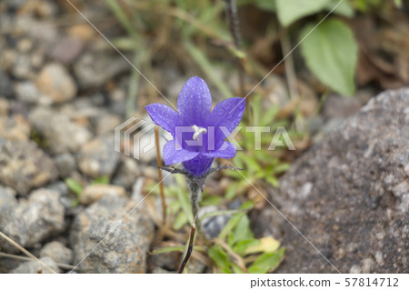 Gifu Prefecture Mount Norikura Takayama Plant Iwagikyo 57814712