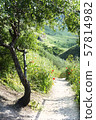 Countryside Path near Tree and Flowers among Green 57814982