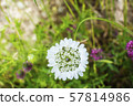 Wild White Flower and Green Grass. European Cover 57814986