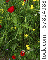 Poppy Flowers among other Wild Flowers and Green 57814988