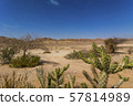 Bright Green Cactus in the Dry Desert Landscape. 57814989