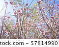 Spring Pink Wild Flowers Blooming in Morning 57814990