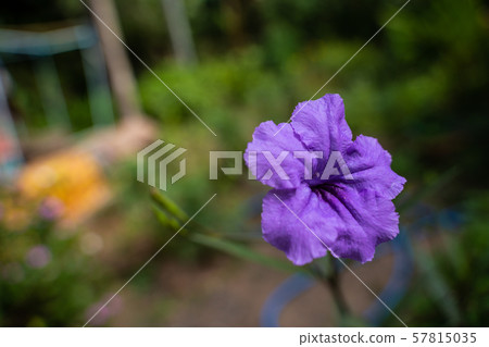 Purple ruellia tuberosa flower in nature garden. Purple ruellia tuberosa flower in nature garden. 57815035