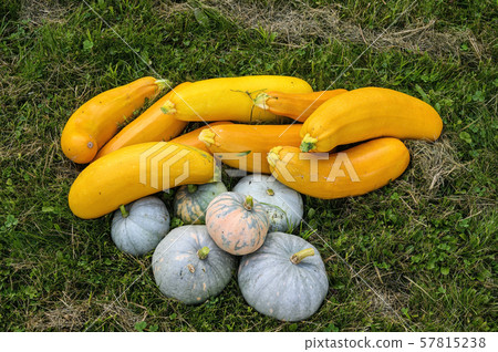 Marble autumn harvest pumpkin and zucchini yellow Marble autumn harvest pumpkin and zucchini yellow 57815238