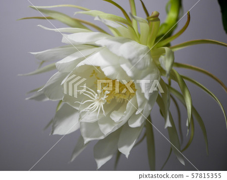 月光之美12 月光之美12 57815355