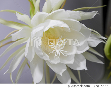 Moonlight Beauty 13 Moonlight Beauty 13 57815356