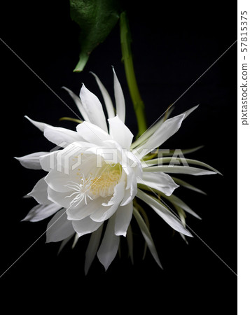 月光之美18 57815375