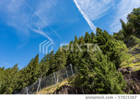 Pine forest and rockfall barriers - Trentino Alto Adige Italy Pine forest and rockfall barriers - Trentino Alto Adige Italy 57815387