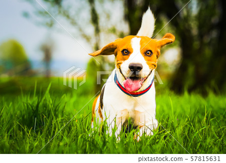 Dog with a wooden stick on a green meadow runs towards camera. Beagle dog canine outdoors concept. Dog with a wooden stick on a green meadow runs towards camera. Beagle dog canine outdoors concept. 57815631