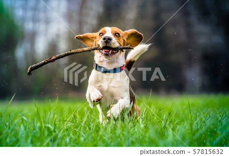Dog with a wooden stick on a green meadow runs towards camera. Beagle dog canine outdoors concept. Dog with a wooden stick on a green meadow runs towards camera. Beagle dog canine outdoors concept. 57815632