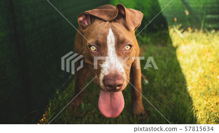 Young pitbull Staffordshire Bull Terrier in garden looks towards camera with tongue out portrait 57815634
