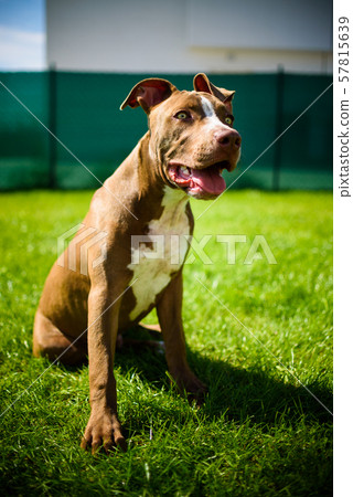 Young American Staffordshire pitbull dog outdoors in summer day Young American Staffordshire pitbull dog outdoors in summer day 57815639