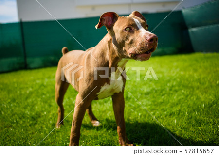 Young American Staffordshire pitbull dog outdoors in summer day Young American Staffordshire pitbull dog outdoors in summer day 57815657