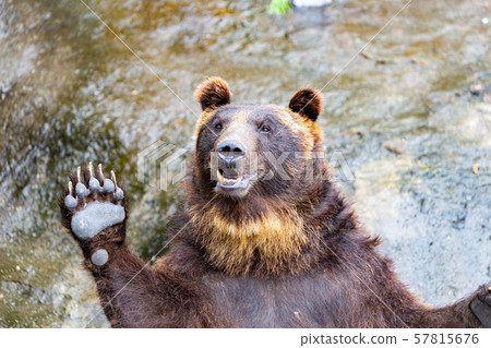 Bear raising hands Bear raising hands 57815676