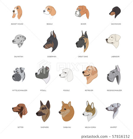 Breeds of dogs drawn in minimal style set. Vector illustration - Stock ...