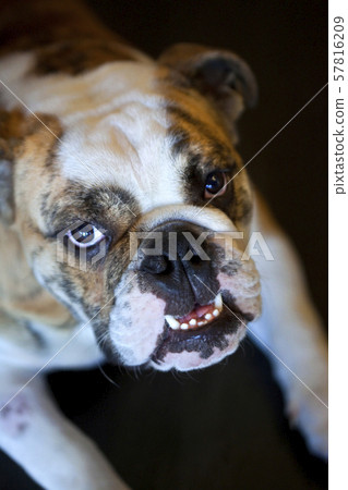 Bulldog Bulldog 57816209
