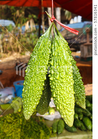 bitter melon growing on a vine in garden fruit of bitter melon growing on a vine in garden fruit of 57816341