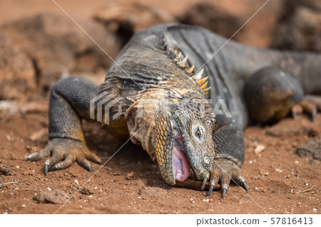 Galapagos Animals - Land Iguana by eating on North Seymour Galapagos Islands Galapagos Animals - Land Iguana by eating on North Seymour Galapagos Islands 57816413