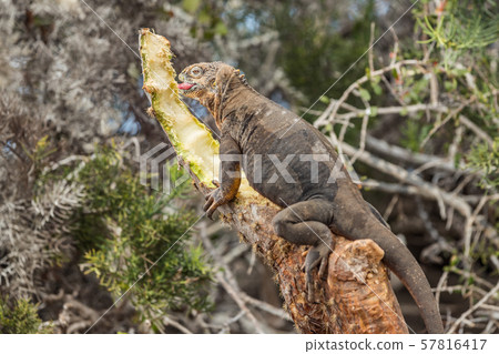 Galapagos Land Iguana by eating plant on North Seymour Island Galapagos Islands Galapagos Land Iguana by eating plant on North Seymour Island Galapagos Islands 57816417