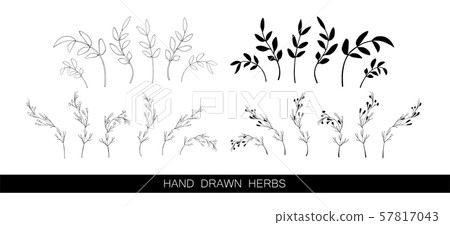 Set of vector hand drawn herbs isolated on white. Contour and silhouette. Black and white 57817043