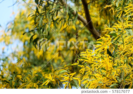 Wattle or Acacia auriculiformis little bouquet Wattle or Acacia auriculiformis little bouquet 57817077