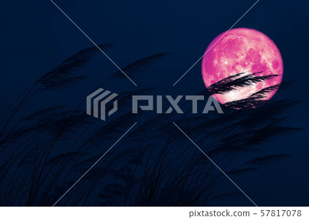super full harvest moon on night sky back grass super full harvest moon on night sky back grass 57817078