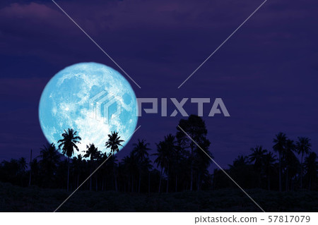 super full harvest moon on night sky back trees in super full harvest moon on night sky back trees in 57817079